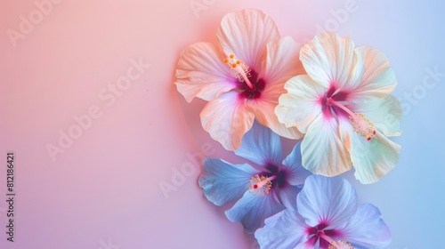 A close up of a flower with a pink center and white petals