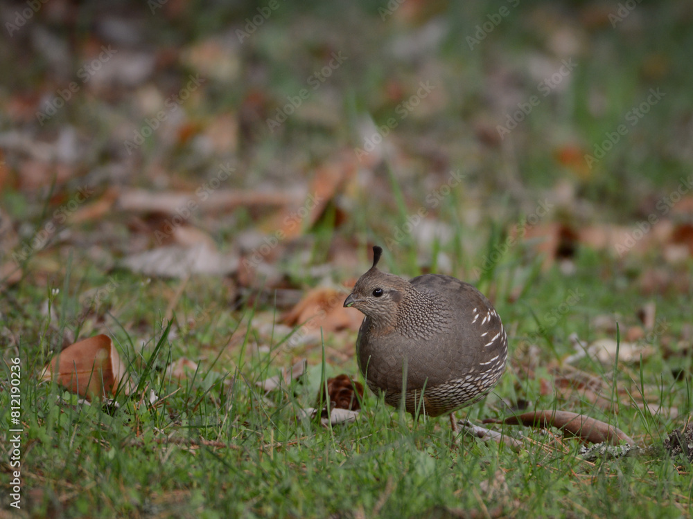 Female California Quail (Callipepla californica) standing in green grass and brown leaves. Female California Quail (Callipepla californica) standing in green grass and brown leaves.