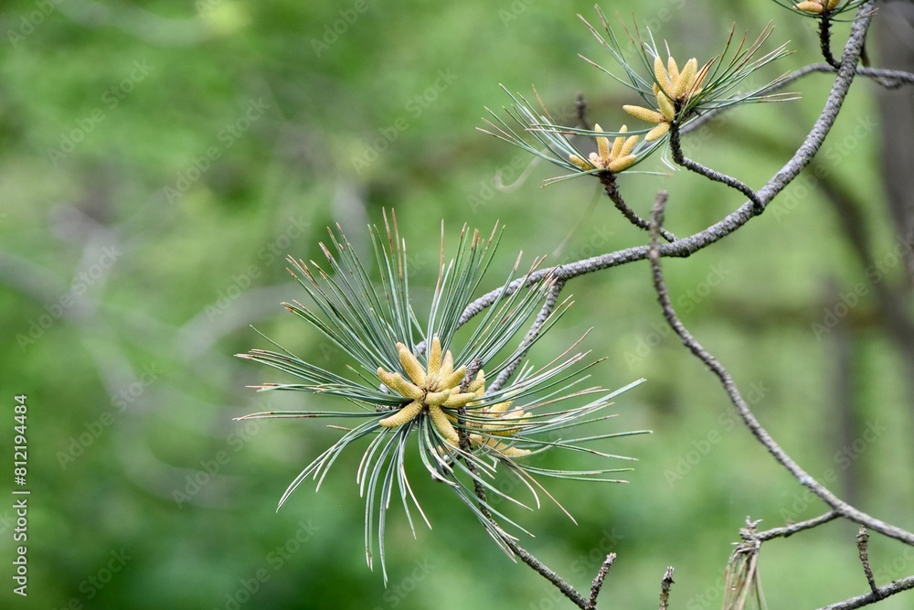 Pine tree bud flowering natural spring flora Pine tree bud flowering natural spring flora