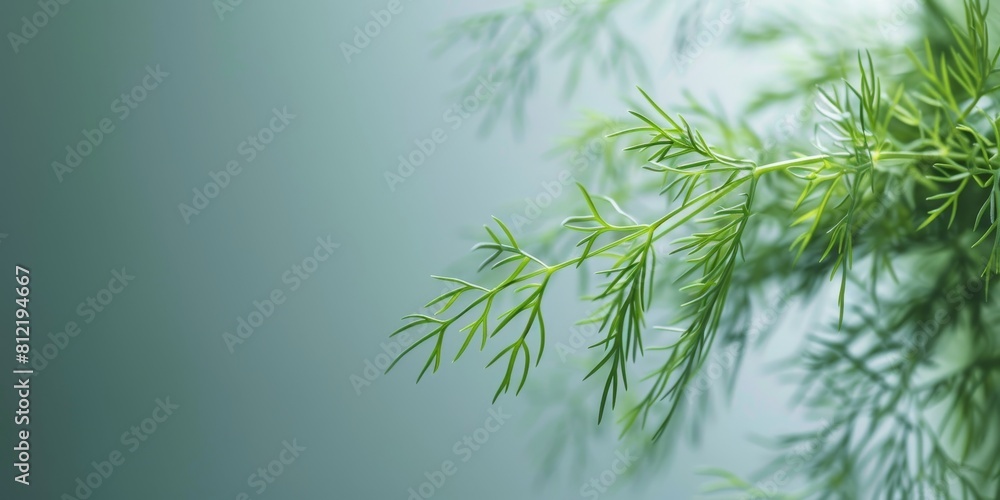 Fototapeta premium Close-up of a sprig of fresh green dill against a blurred background.