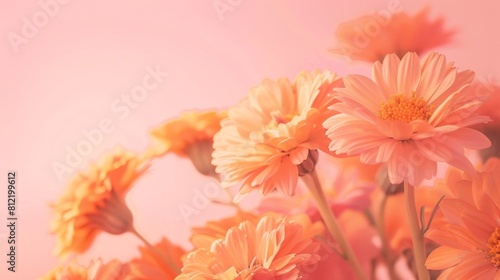 A bouquet of orange flowers with a pink background