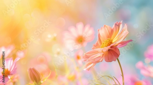 A pink and yellow flower arrangement on a pink background