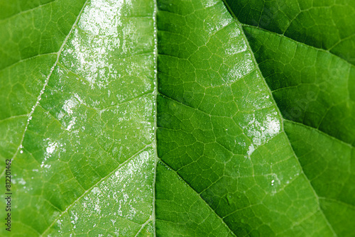 Macro photo of a green leaf as a background. © Lesia