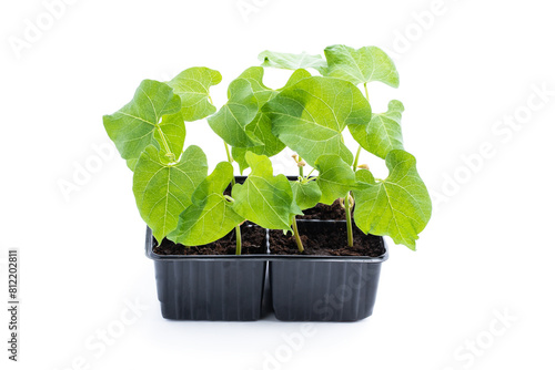 Seedling bean sprouts in black small container isolated on white