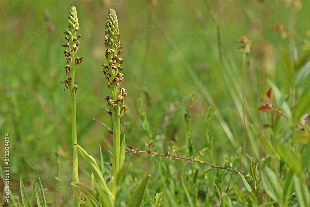 Ohnhorn (Aceras anthropophorum). Ohnhorn (Aceras anthropophorum).