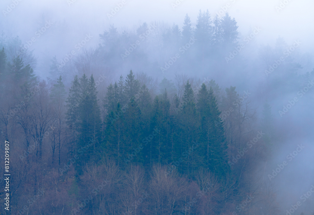 A misty forest with trees covered in fog
