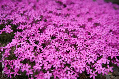 午後の満開のシバザクラ 北海道の春の花