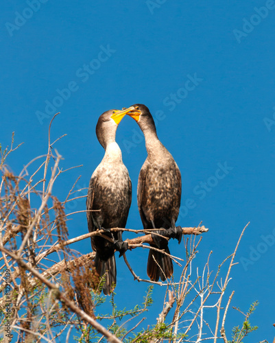 Pair of Birds on Branch, Newnans Lake, Florida photo