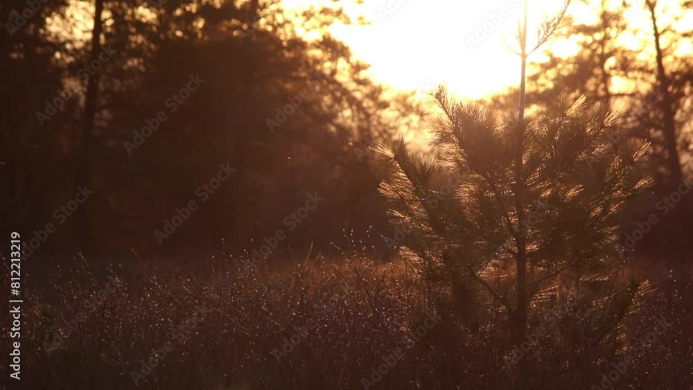 backlit white pine tree with golden sunset backlit white pine tree with golden sunset