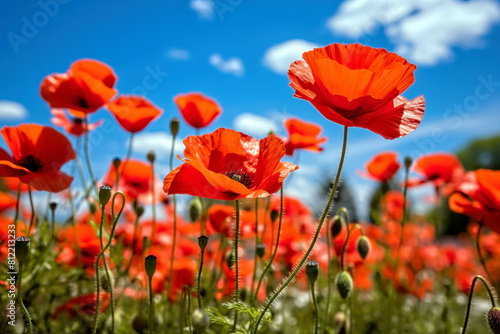 Red poppies in a field on a background of blue sky  selective focus