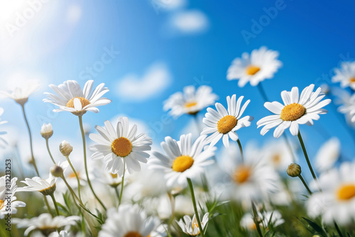 White daisies on blue sky background. Chamomile field © ako-photography