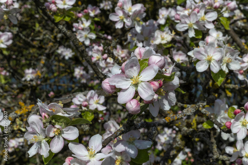 organic food and summertime, blossom of an apple tree on a sunny day