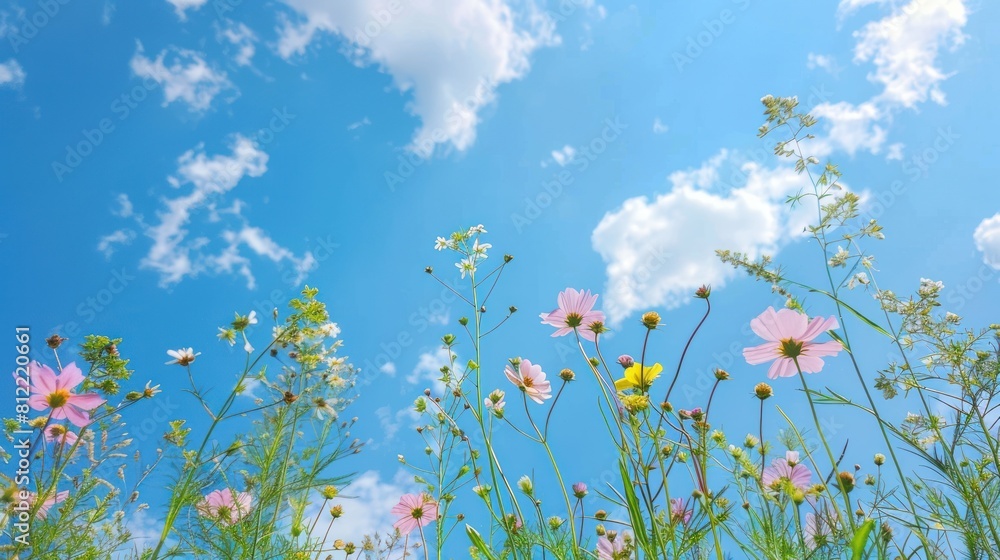 blue sky background. plants that grow in the field, have beautiful flowers