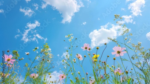 blue sky background. plants that grow in the field  have beautiful flowers