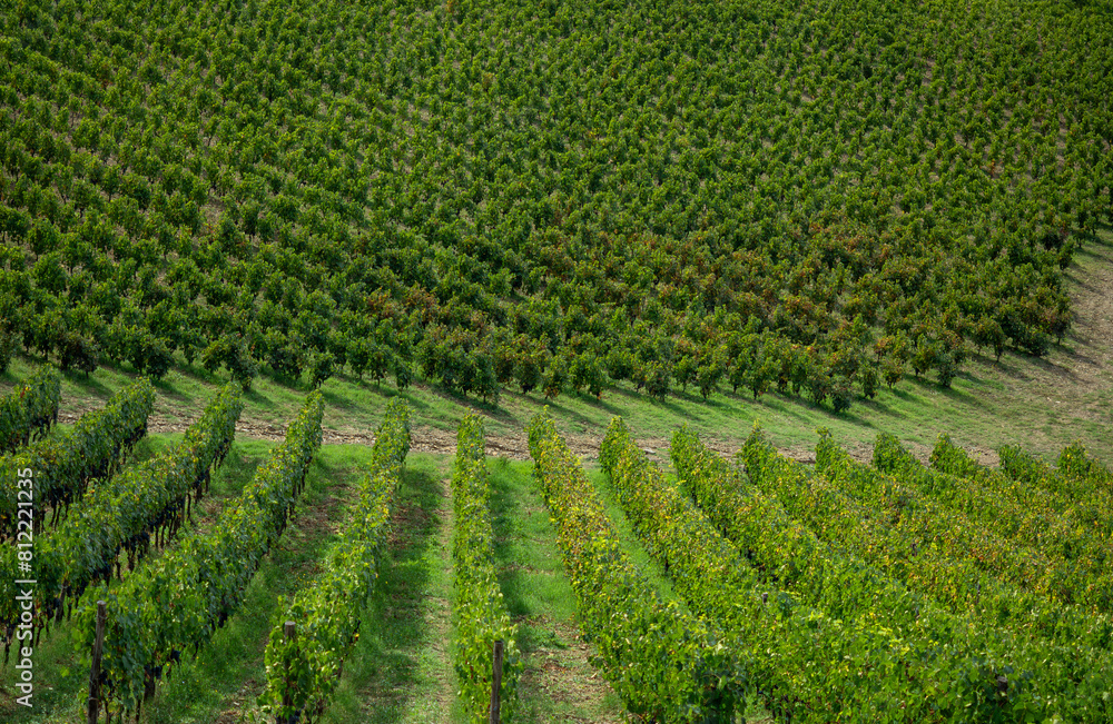 Series of parallel vineyard rows with green leaves and grapevine fruits Series of parallel vineyard rows with green leaves and grapevine fruits