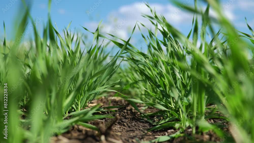 young green wheat sprouts agricultural field, bright spring landscape on a sunny day, blue sky as background
