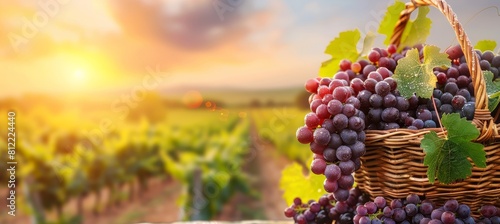 Tranquil vineyard at dusk bountiful harvest of luscious grapes in various hues in a rustic setting