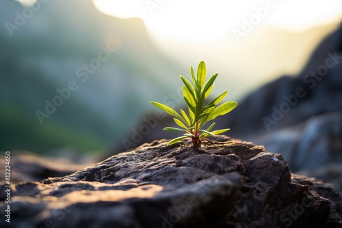 A small green plant sprouting from a stone rock atop a mountain peak. Concept of power of life and nature, overcoming life's challenges, determination and optimism