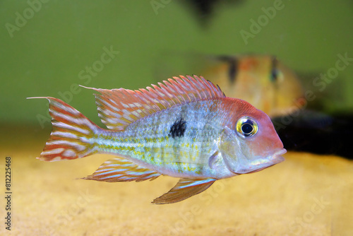 Red Head Tapajos freshwater fish - Geophagus sp. photo