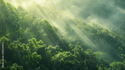 Evergreen forest with mist rolling through the distant trees.