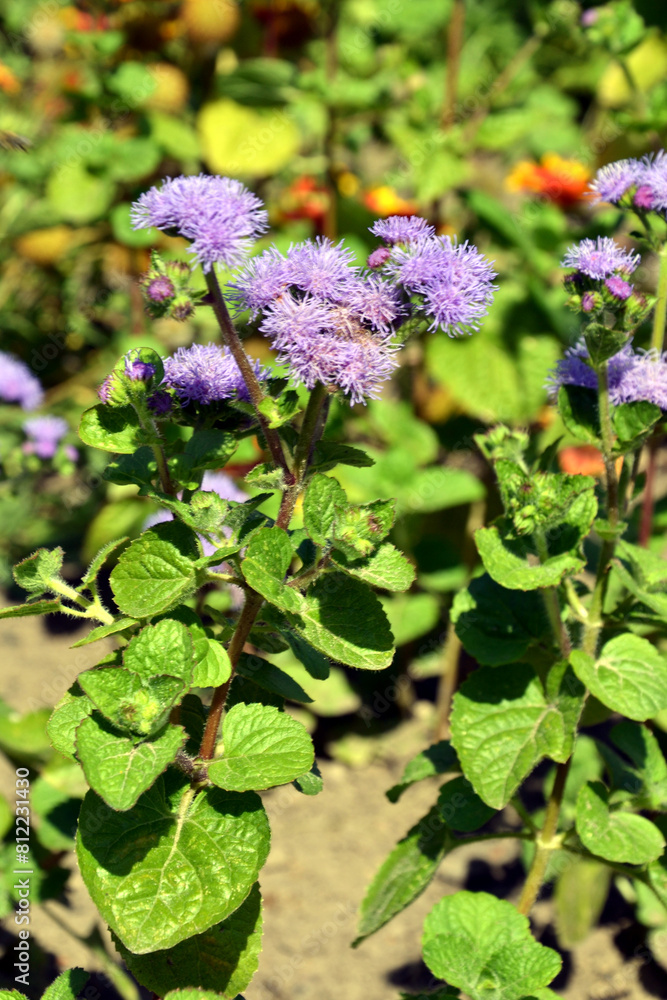 Ageratum houstonianum, commonly known as flossflower, bluemink, blueweed, pussy foot or Mexican paintbrush Ageratum houstonianum, commonly known as flossflower, bluemink, blueweed, pussy foot or Mexican paintbrush