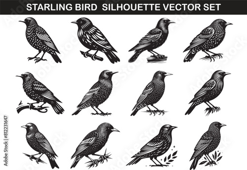 Starling Bird Silhouette Vector Illustration Set ©  designermdali