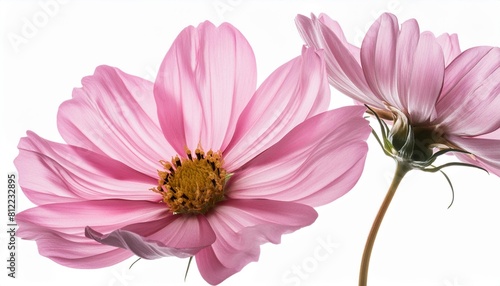 pink flower isolated on transparent background cutout