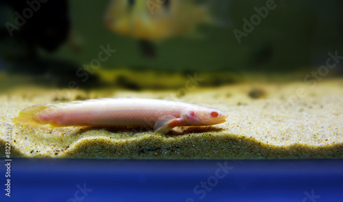 Albino Senegal bichir (Polypterus senegalus), rare image