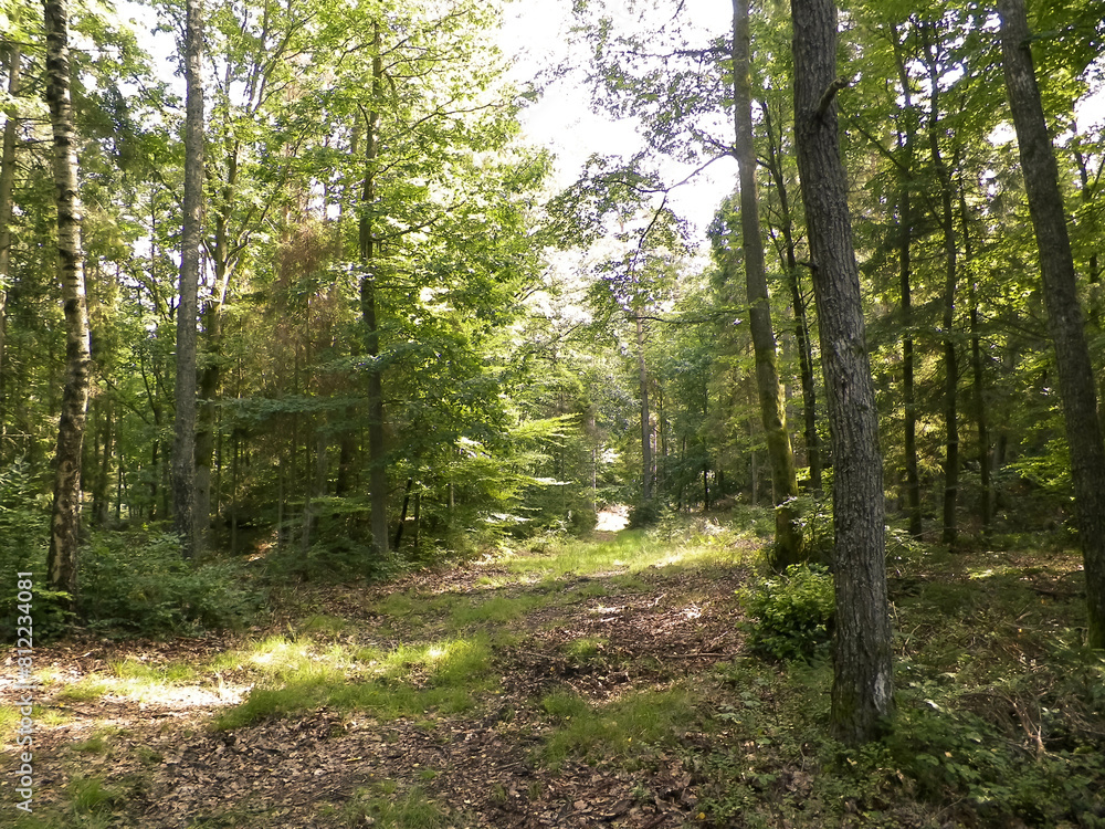 Path in green forest. Summer forest landscape. Path in green forest. Summer forest landscape.