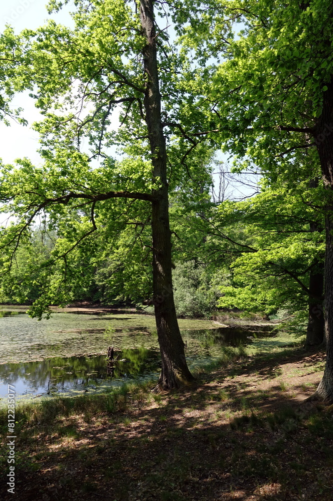 Fototapeta premium Teich bei Patershausen