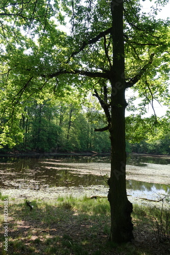 Teich bei Patershausen photo