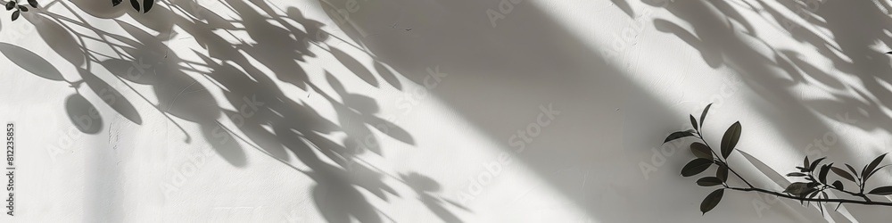 plant with shadow on a white wall. plant with shadow on a white wall.