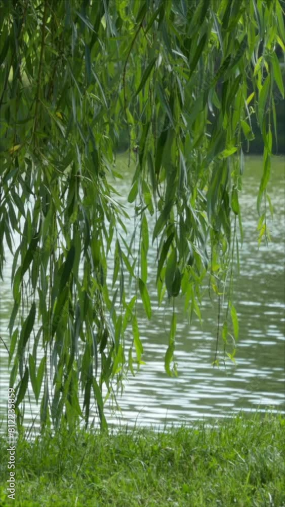 Fresh Green Willow Branches Gently Moving In The Breeze Against A Blurred Lake Backdrop. Vertical. Fresh Green Willow Branches Gently Moving In The Breeze Against A Blurred Lake Backdrop. Vertical.