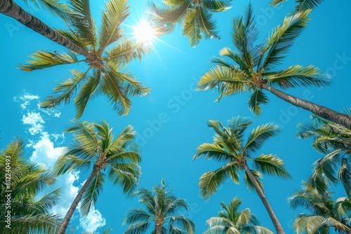Clear blue sky visible through the sun-kissed fronds of towering palm trees, creating a refreshing tropical ambience