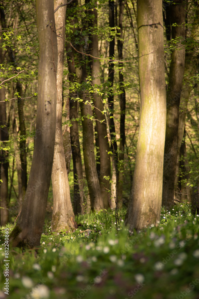 forest in spring forest in spring