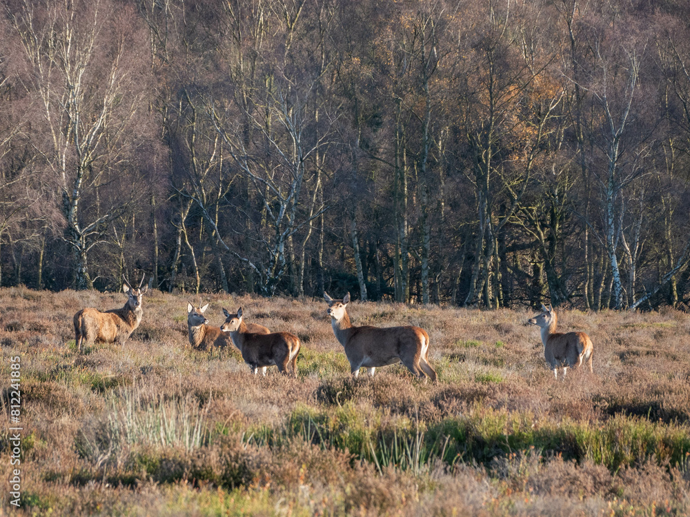 Fototapeta premium Deer in the Peak District