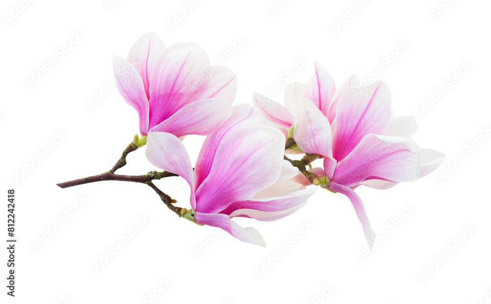 Magnolia pink flowers Magnolia pink flowers