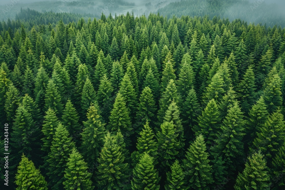 Aerial view of a dense evergreen forest offering a natural pattern with deep green tones Aerial view of a dense evergreen forest offering a natural pattern with deep green tones