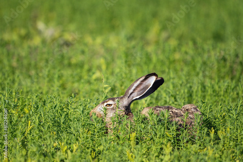 European hare Lepus europaeus. The hare is resting on the field, close-up. Beautiful background of a green field