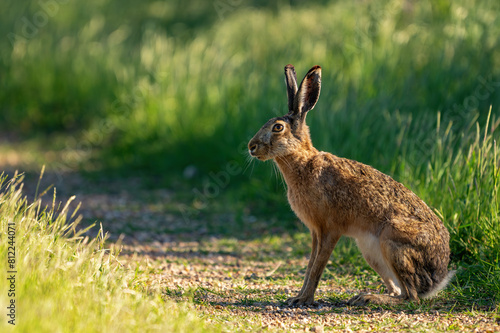 European hare Lepus europaeus, also known as the brown hare. A hare stands on a country road near a field