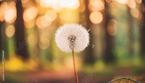 white dandelion in a forest at sunset macro image abstract summer nature background