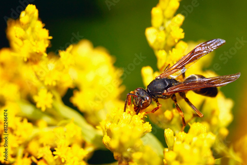 Close up of a wasp on yellow flowers in the summer time © Leon