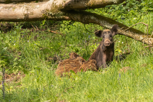 Obraz na płótnie Bache mit Frischlingen in der Wiese w salonie