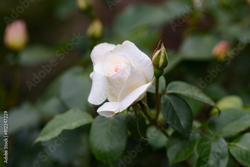A bush of white roses in a spring or summer ornamental garden. Decorative garden. White flowers in the springtime park.