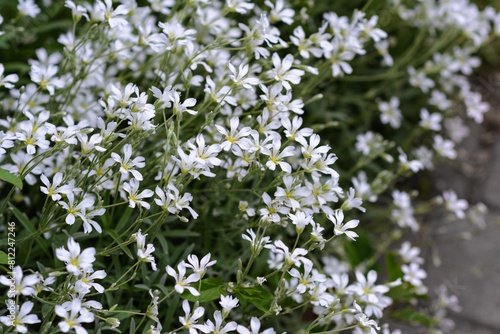 Chickweed, yaskolka in the summer garden. Decorative flowering plant. White flowers in the springtime park. In the spring garden.