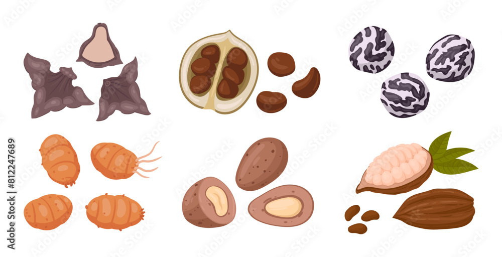 Exotic nuts. Cartoon organic raw water chestnut, chufa nuts and black nut, tasty snacks for vegetarian diet flat vector illustration set. Nuts collection on white Exotic nuts. Cartoon organic raw water chestnut, chufa nuts and black nut, tasty snacks for vegetarian diet flat vector illustration set. Nuts collection on white