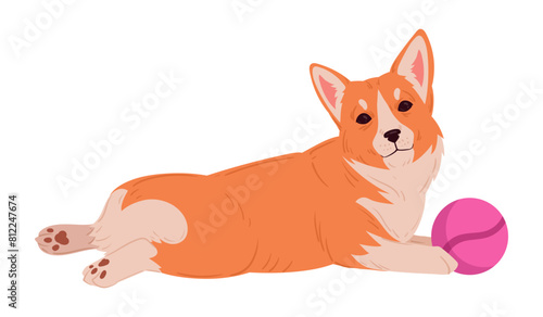 Cute corgi with ball. Purebred resting corgi pet in relax pose, domestic pedigree puppy flat vector illustration. Cartoon happy corgi dog