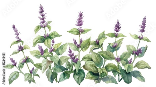 Vibrant Thai Sweet Basil Leaves in Watercolor Style on White Background