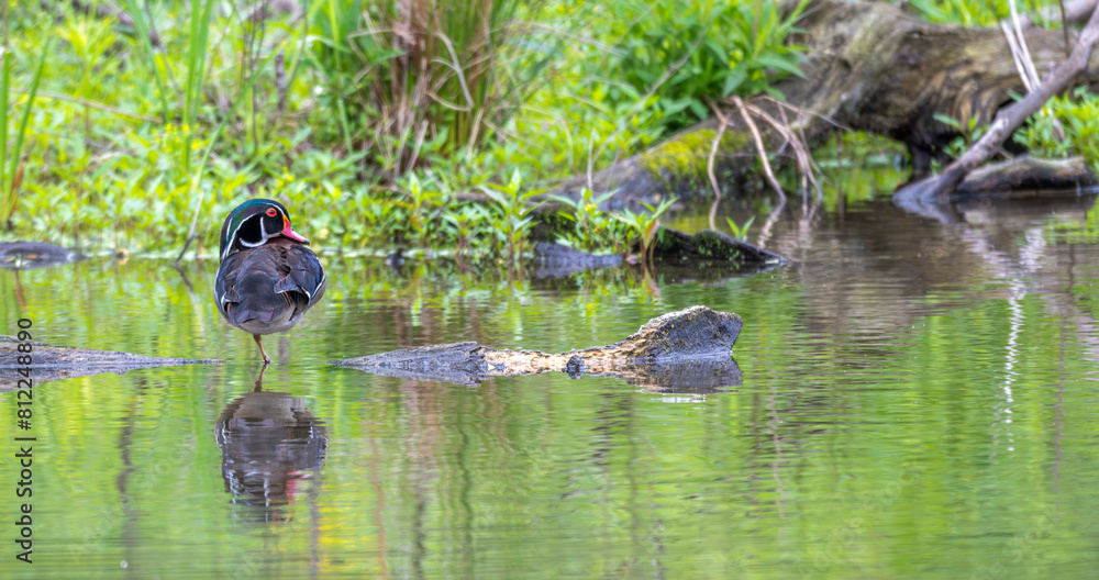 Fototapeta premium Male wood duck perched on a fallen log in a lake in spring.