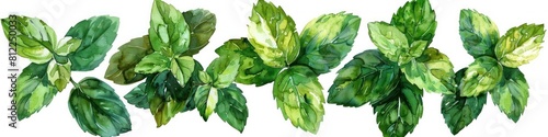 Lush Green Watercolor Peppermint Leaves for Culinary and Botanical Concepts photo